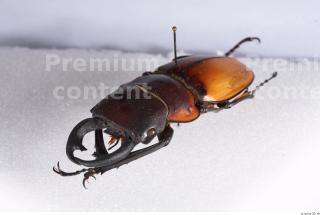 Beetle