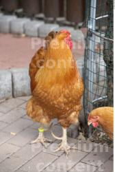 Whole Body Hen Animal photo references