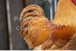 Whole Body Hen Animal photo references