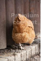 Whole Body Hen Animal photo references