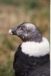 Head Condor
