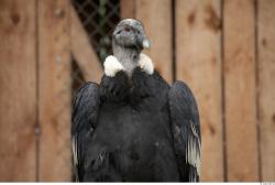 Head Condor