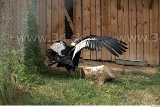 Condor