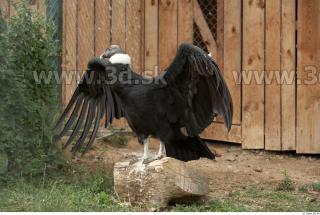 Condor