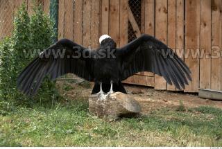 Condor