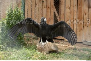 Condor