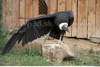 Condor