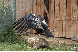 Condor