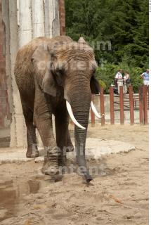 Elephant # 3