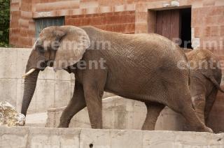 Elephant # 3