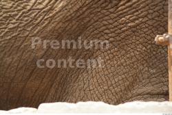 Skin Elephant