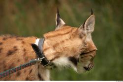 Head Bobcat