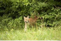 Upper Body Bobcat