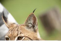 Ear Bobcat