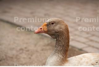 Goose # 2