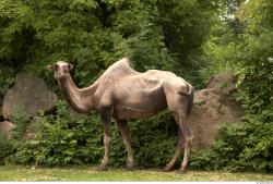 Camel