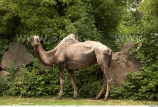 Camel # 2