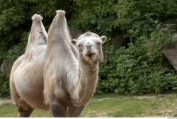 Camel