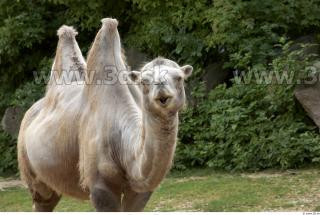 Camel # 2