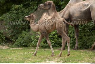 Camel # 2