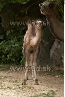 Camel # 2