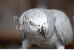 Head Parrot