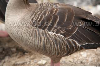 Goose # 3