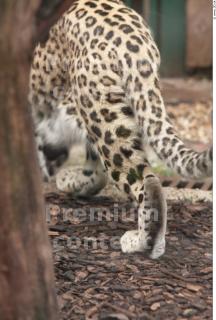 Leopard # 2