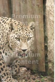 Leopard # 2