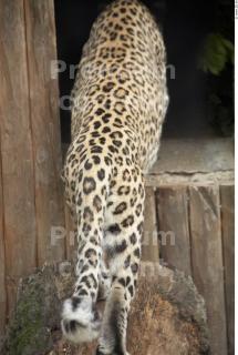 Leopard # 2