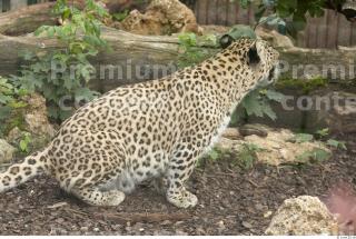 Leopard # 2