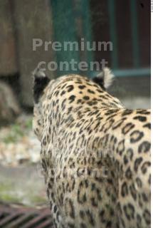 Leopard # 2