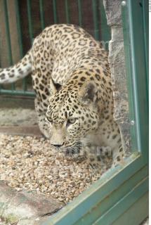 Leopard # 2