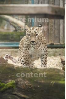 Leopard # 2