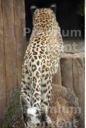 Back Leopard