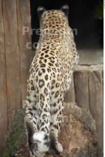 Leopard # 2