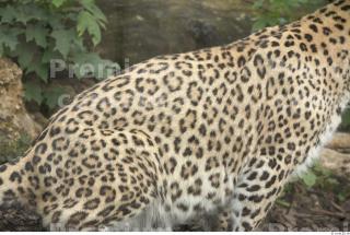 Leopard # 2