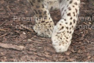 Leopard # 2