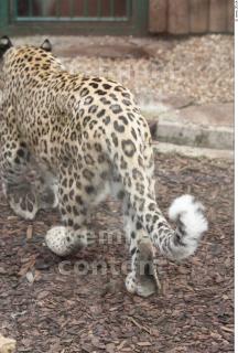 Leopard # 2