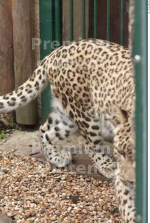 Leopard # 2