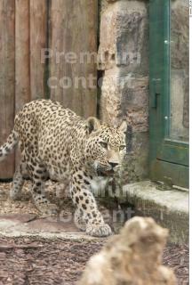 Leopard # 2