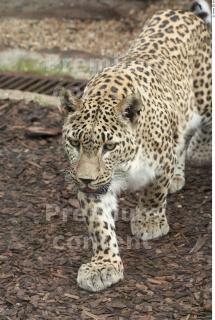 Leopard # 2