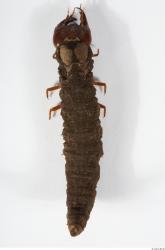 Whole Body Insect