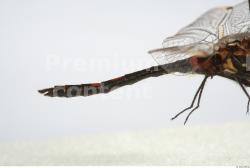 Insect # 3