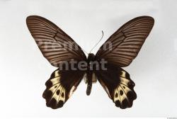 Butterfly # 2