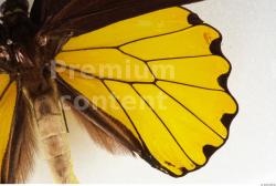 Butterfly # 2