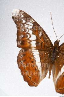 Butterfly # 4