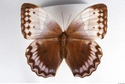Whole Body Butterfly