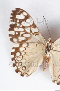Butterfly # 3