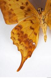 Skin Butterfly